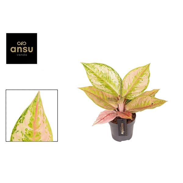 Aglaonema Pastella 12cm Houseplant