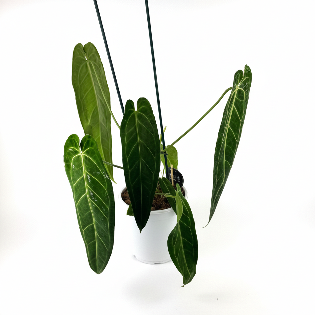 Large Anthurium Warocqueanum 21cm Pot Size Houseplant