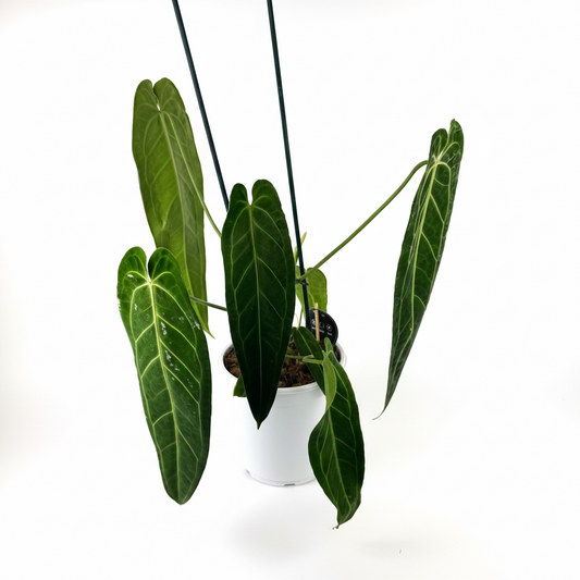 Large Anthurium Warocqueanum 21cm Pot Size Houseplant