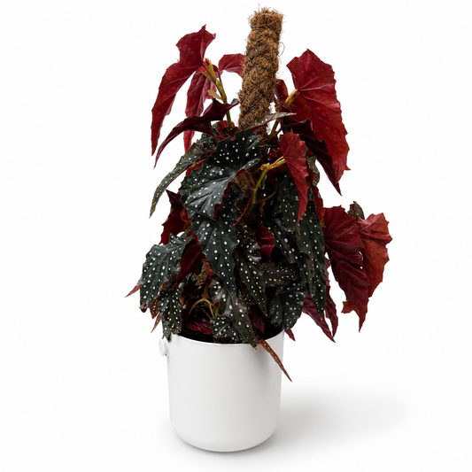 Begonia Sherwood Forrest Mosspole 16cm Houseplant