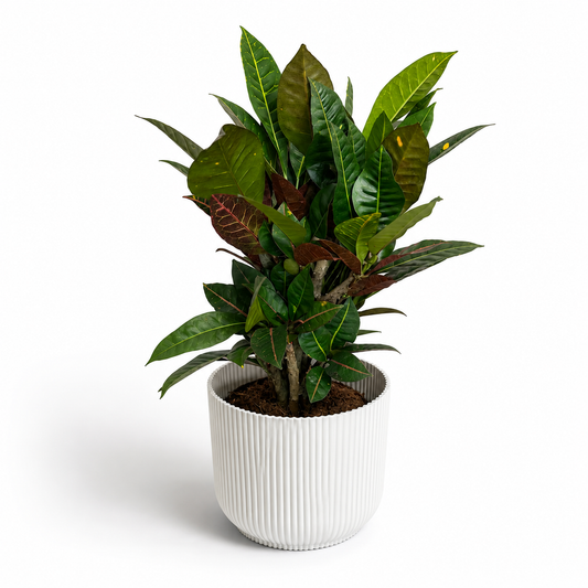 Large Croton Petra branched 17cm Houseplant