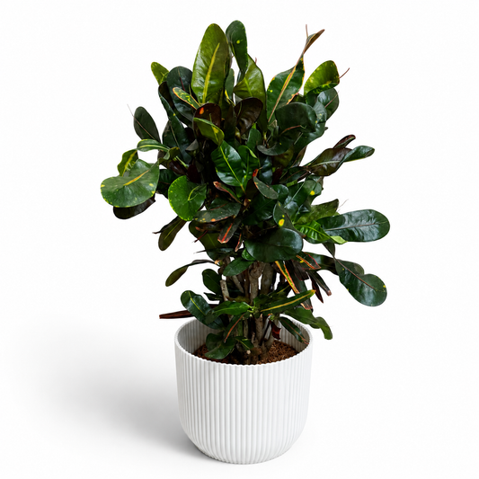 Large Croton Mammi  17cm Houseplant