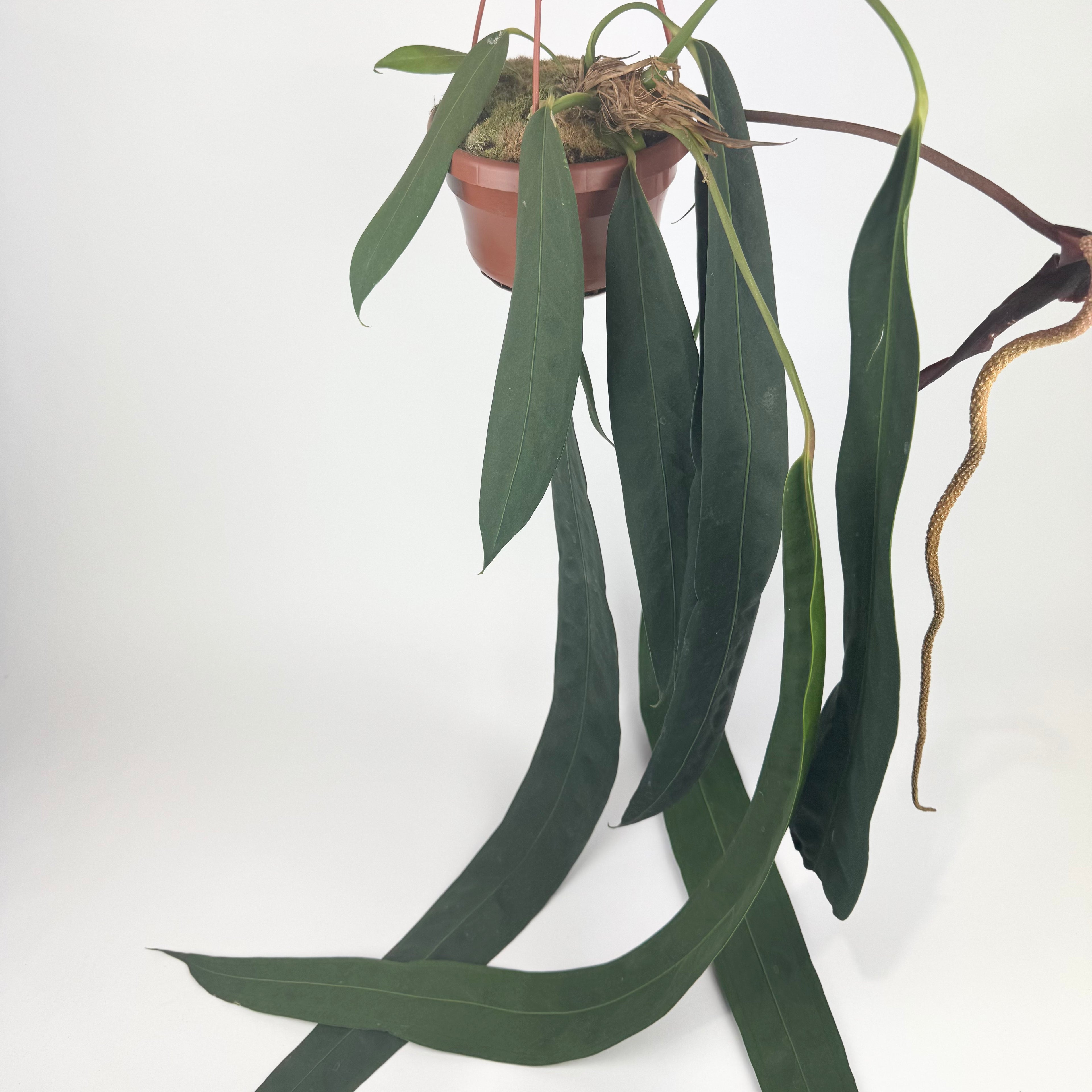 Anthurium Wendlingeri 14cm Houseplant