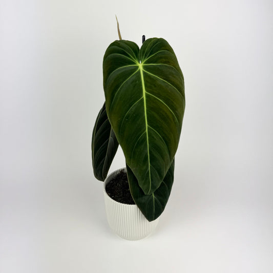 Philo Melanochrysum Houseplant