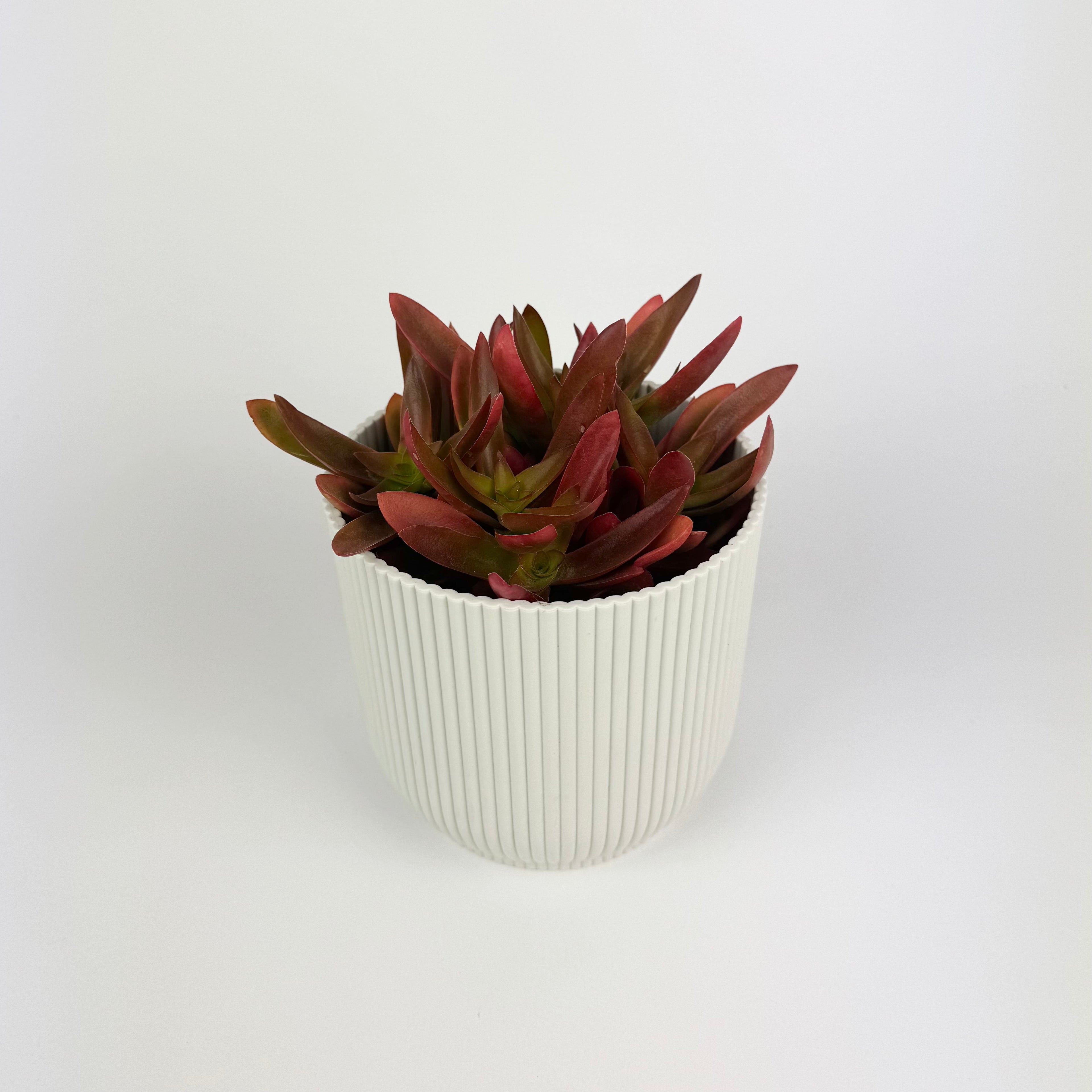 Crassula Capitella Campfire Red 12cm Houseplant