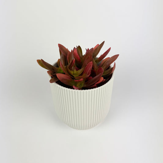 Crassula Capitella Campfire Red 12cm Houseplant