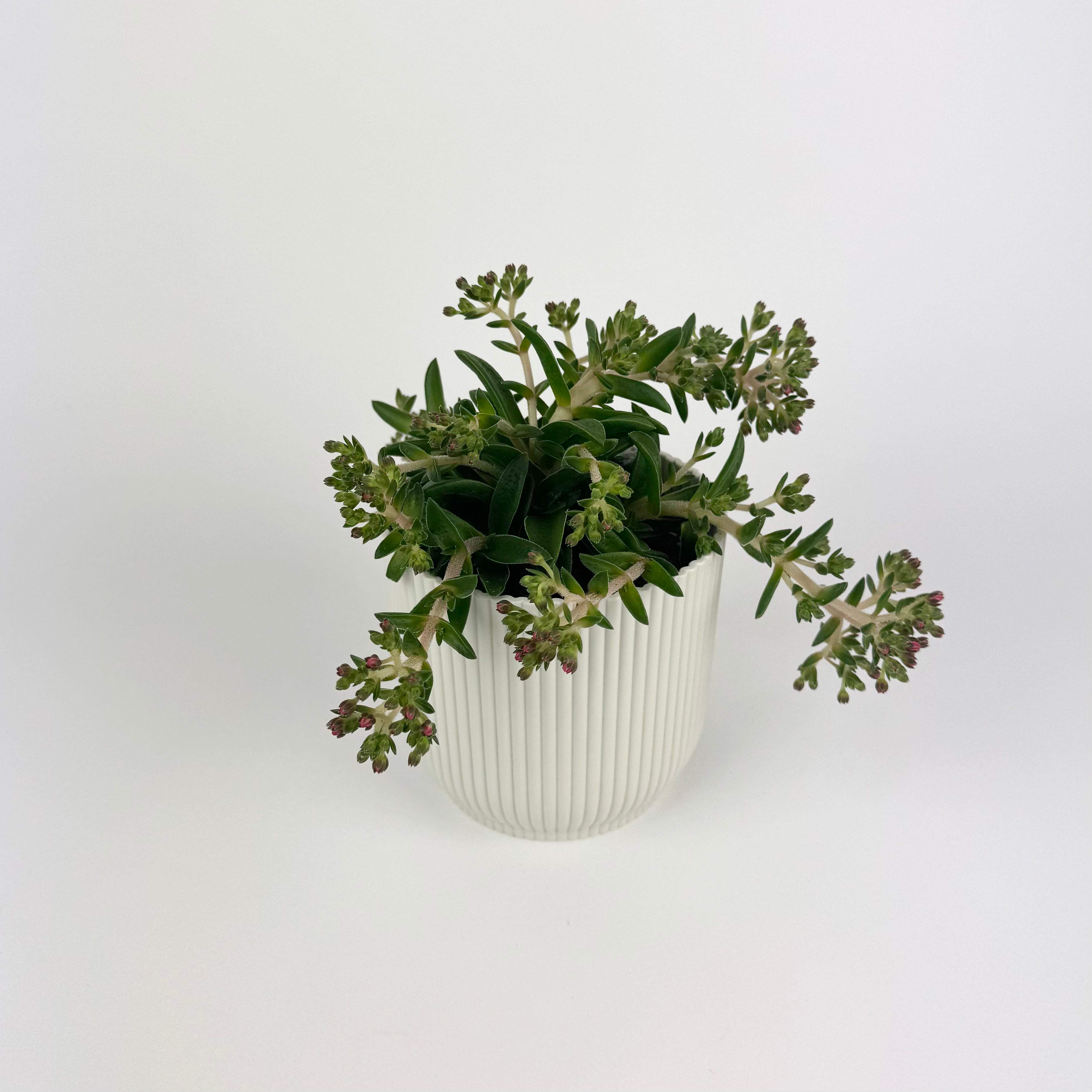 Crassula schimithii 10.5cm Houseplant