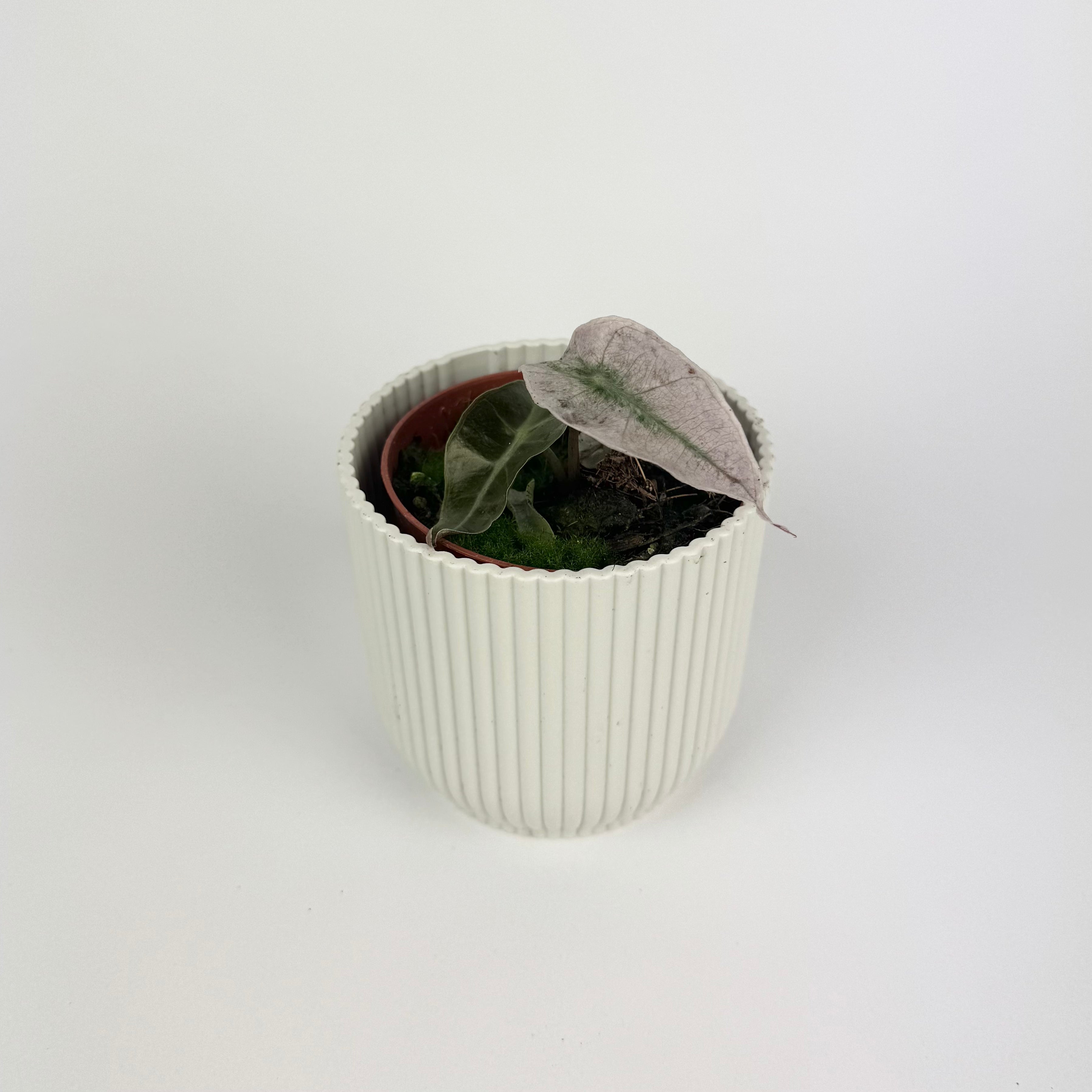 Alocasia Polly Variegata 10.5cm Houseplant