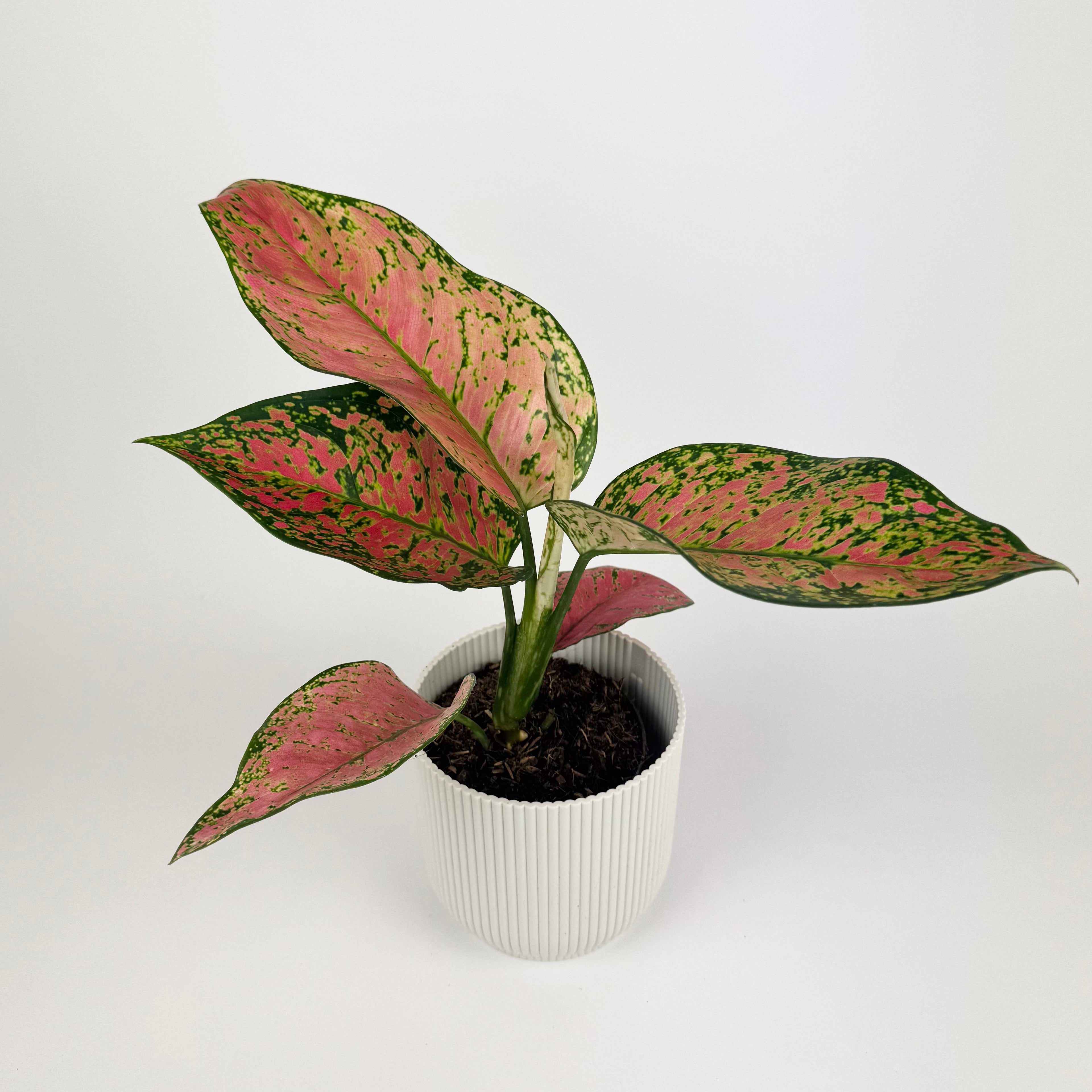 Aglaonema Ruby Love 12cm Houseplant