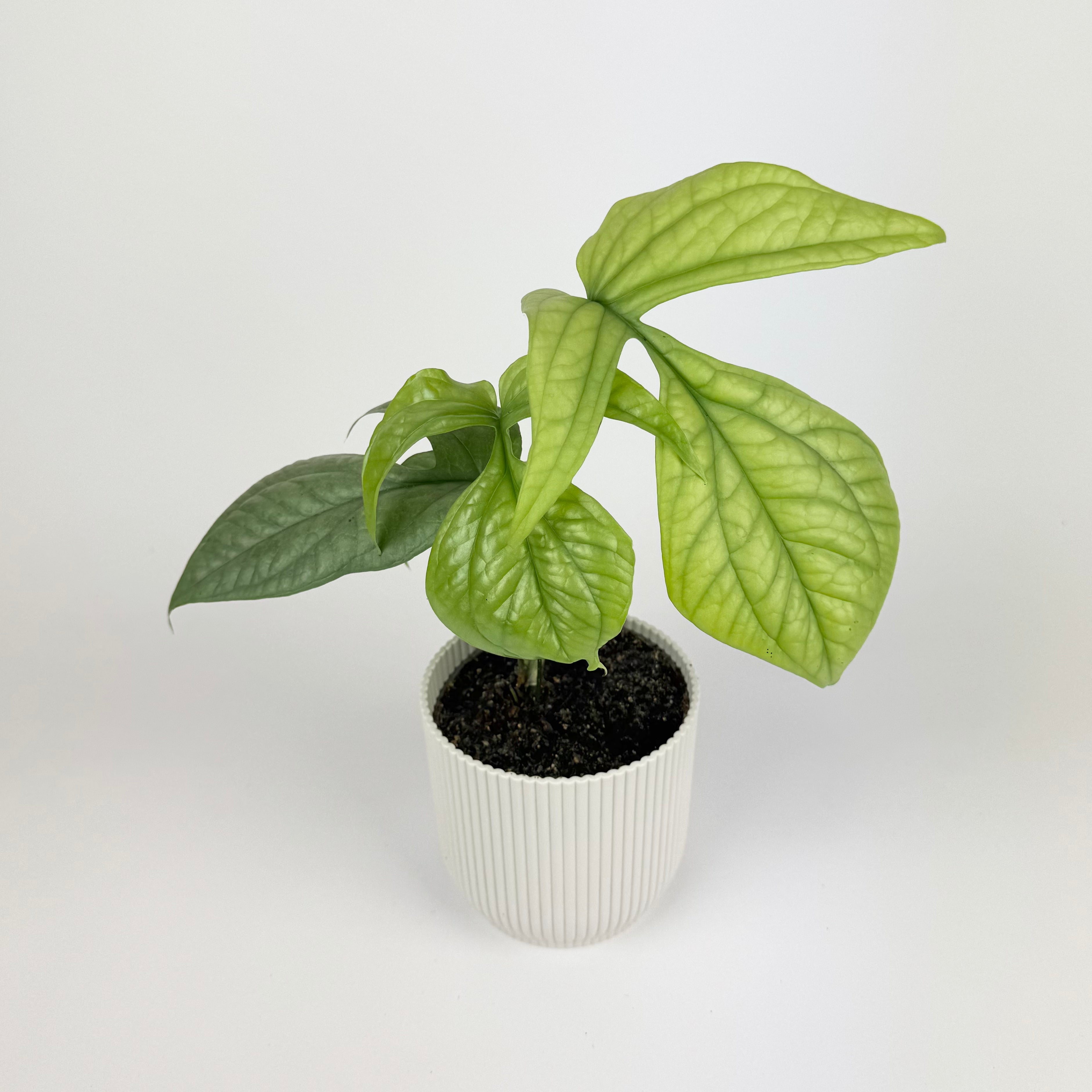 Monstera Amydrium Silver Houseplant