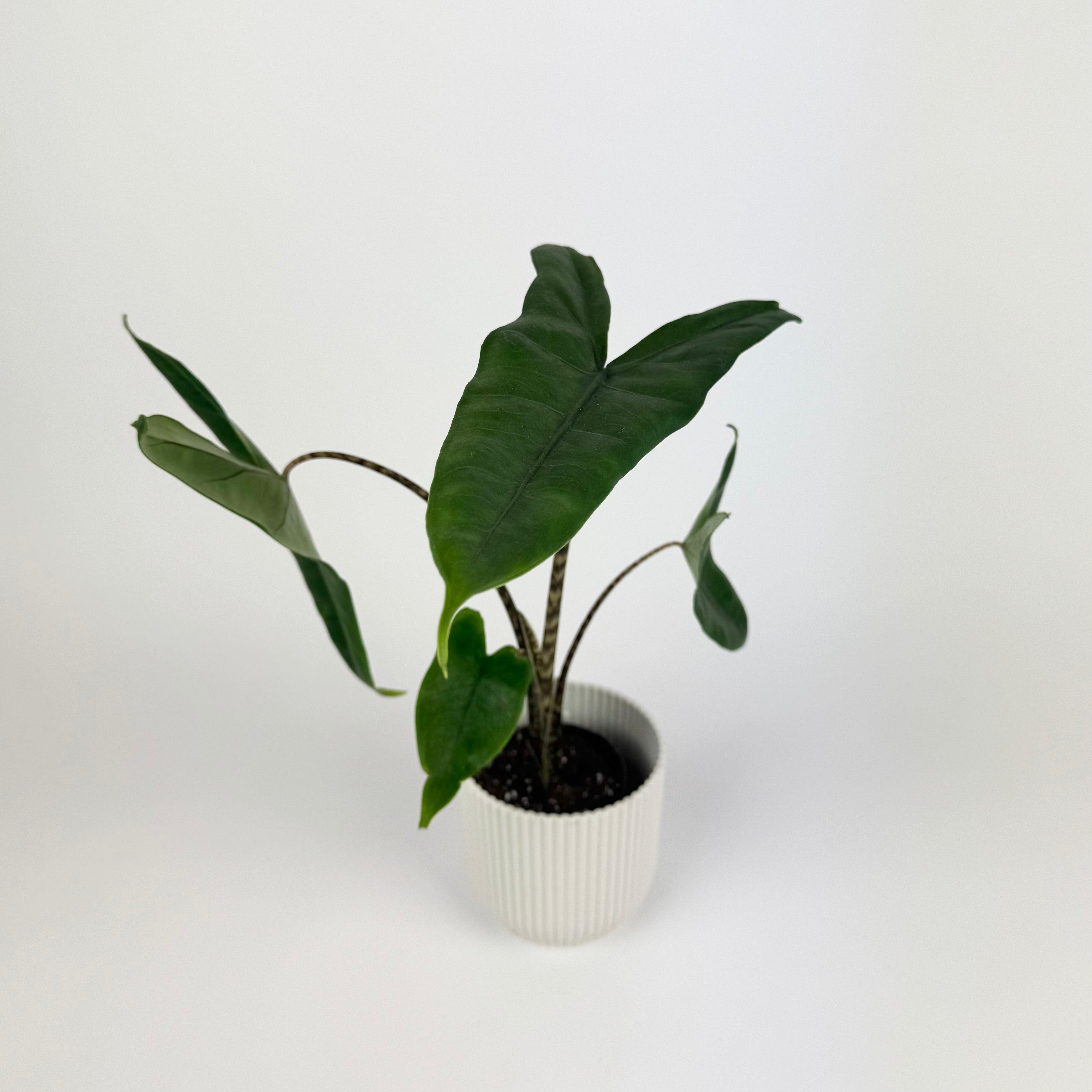 Alocasia Zebrina 7cm Houseplant