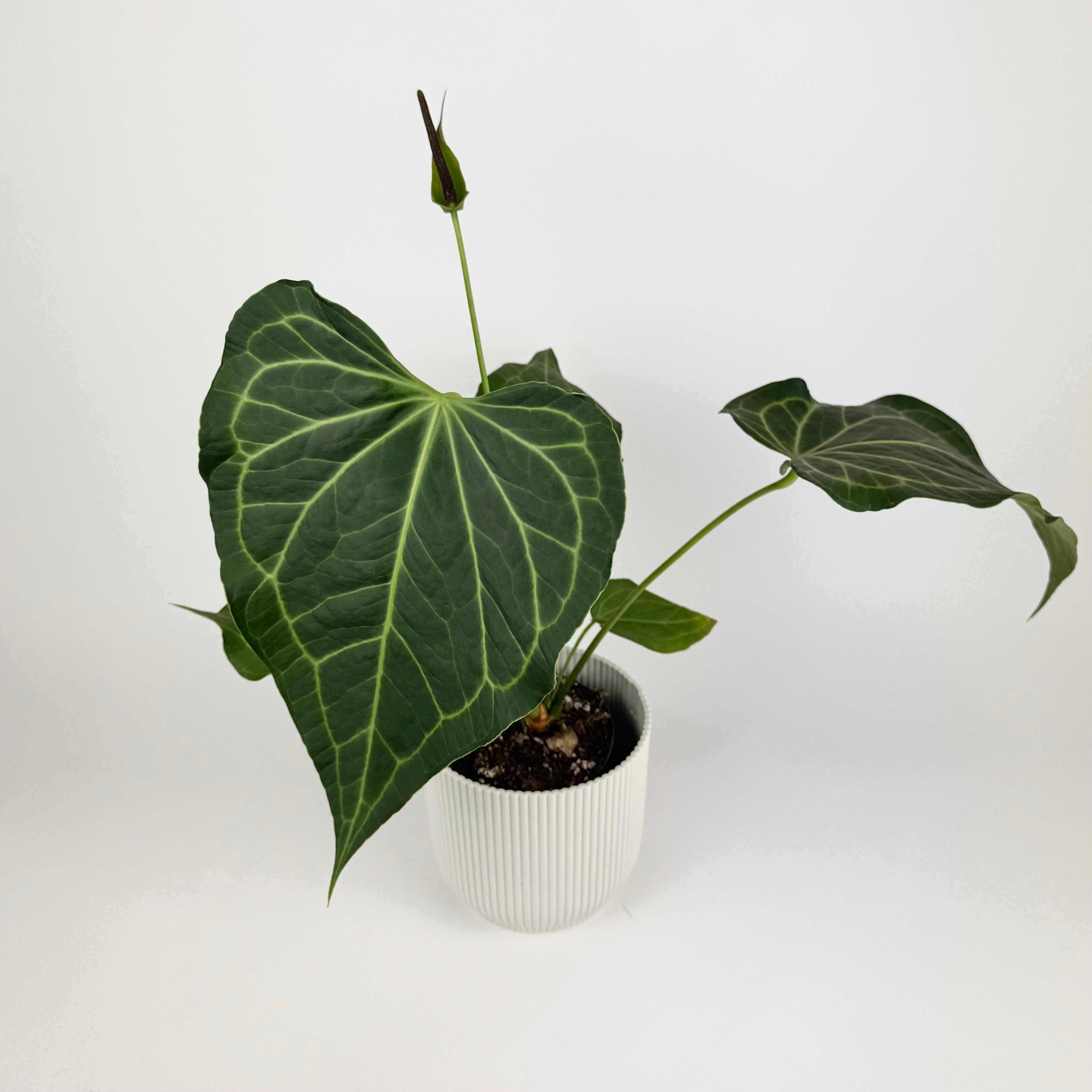 Anthurium Delta Force 12cm Houseplant