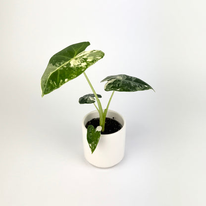 Alocasia Frydek Variegata 6cm Houseplant