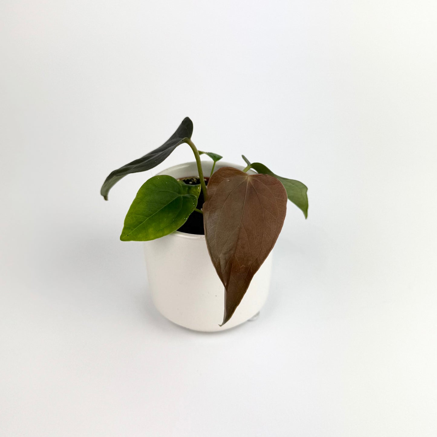 Mini Anthurium Queen of Hearts 6cm Houseplant