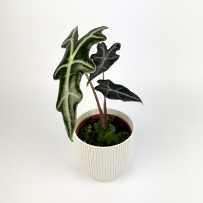 Alocasia Nobulis 10.5cm Houseplant