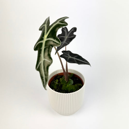 Alocasia Nobulis 10.5cm Houseplant