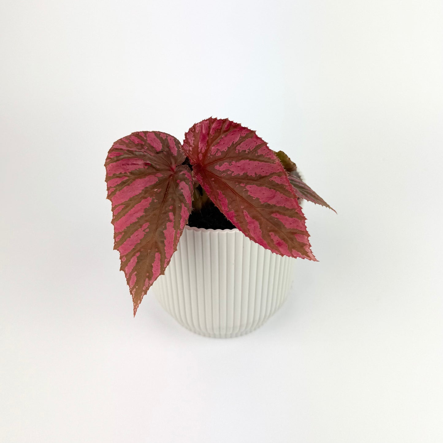 Begonia Brevirimosa 9cm Houseplant