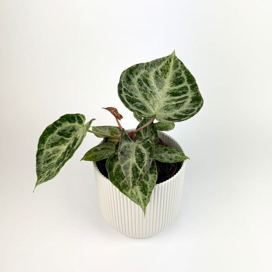 Anthurium Silver Blush Mint 12cm Houseplant