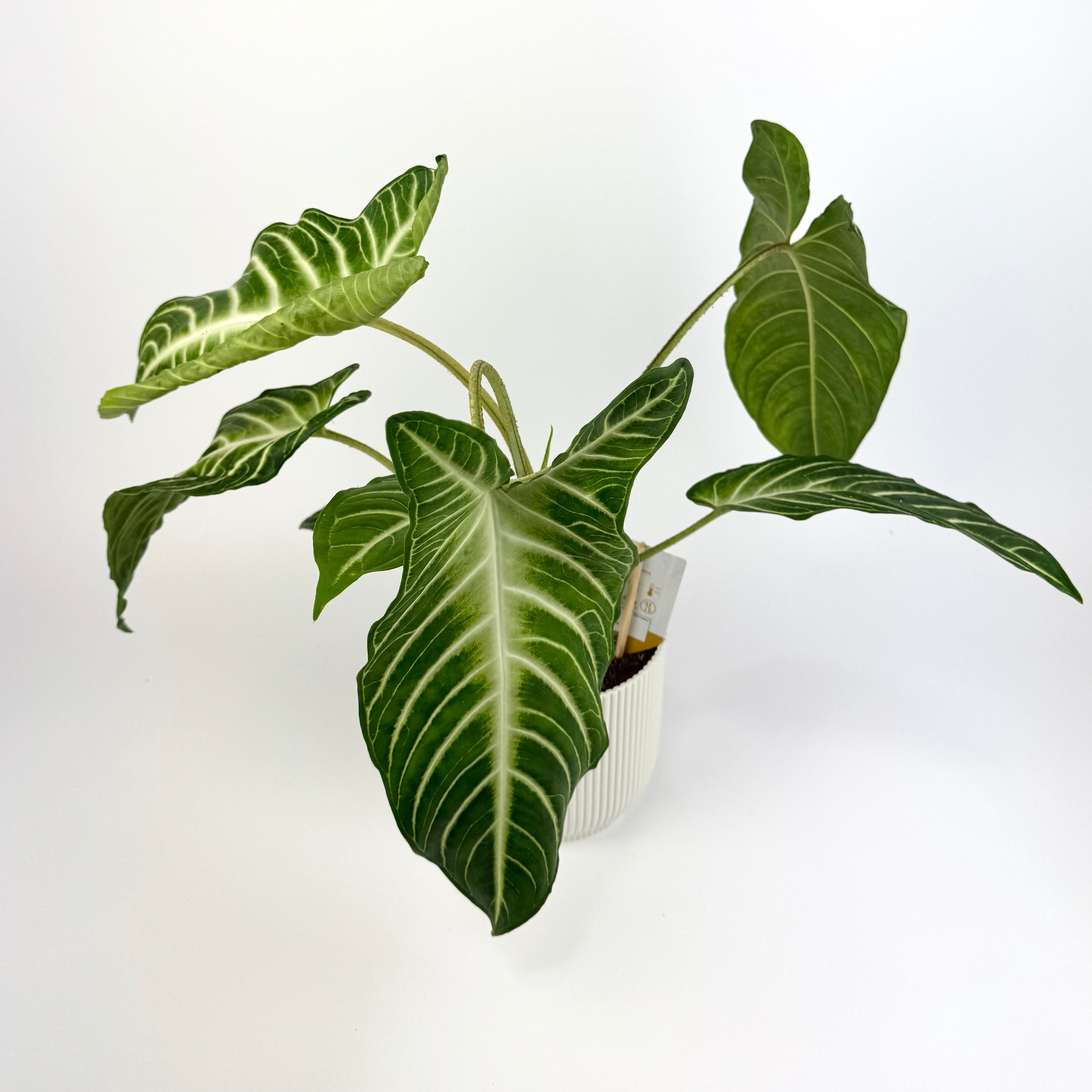 Xanthosoma Lindenii Magnifica 14cm Houseplant