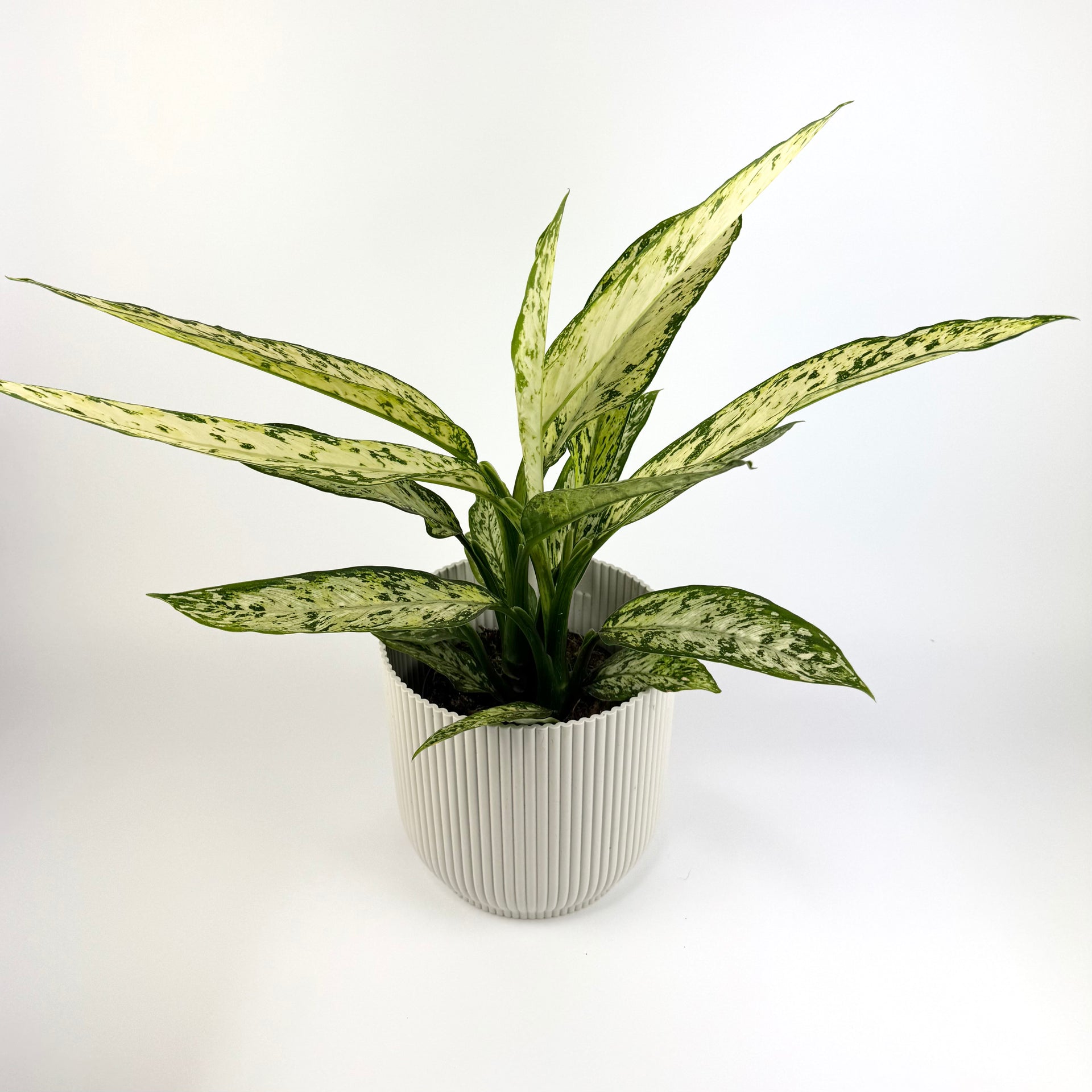 dieffenbachia vesuvius care Dieffenbachia Vesuvius 17cm Houseplant – OH SO Floral
