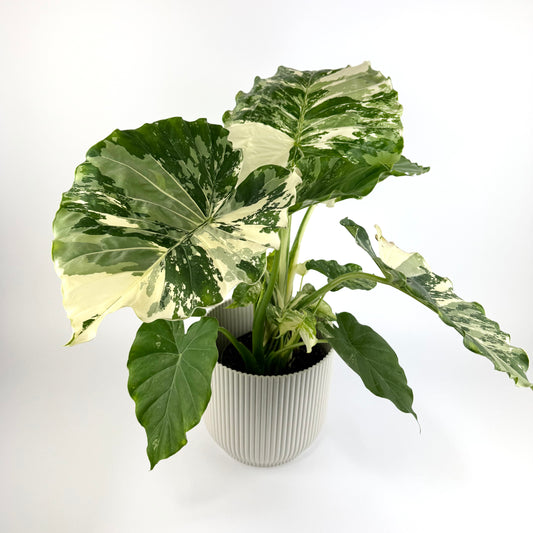 Alocasia Gageana Variegata 17cm Houseplant