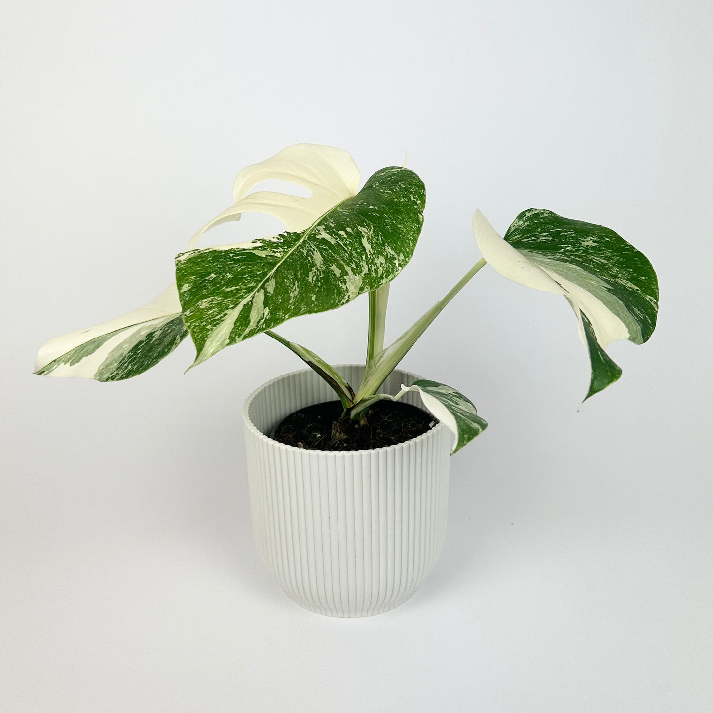 Monstera Snow White 12cm Houseplant - Pre Order