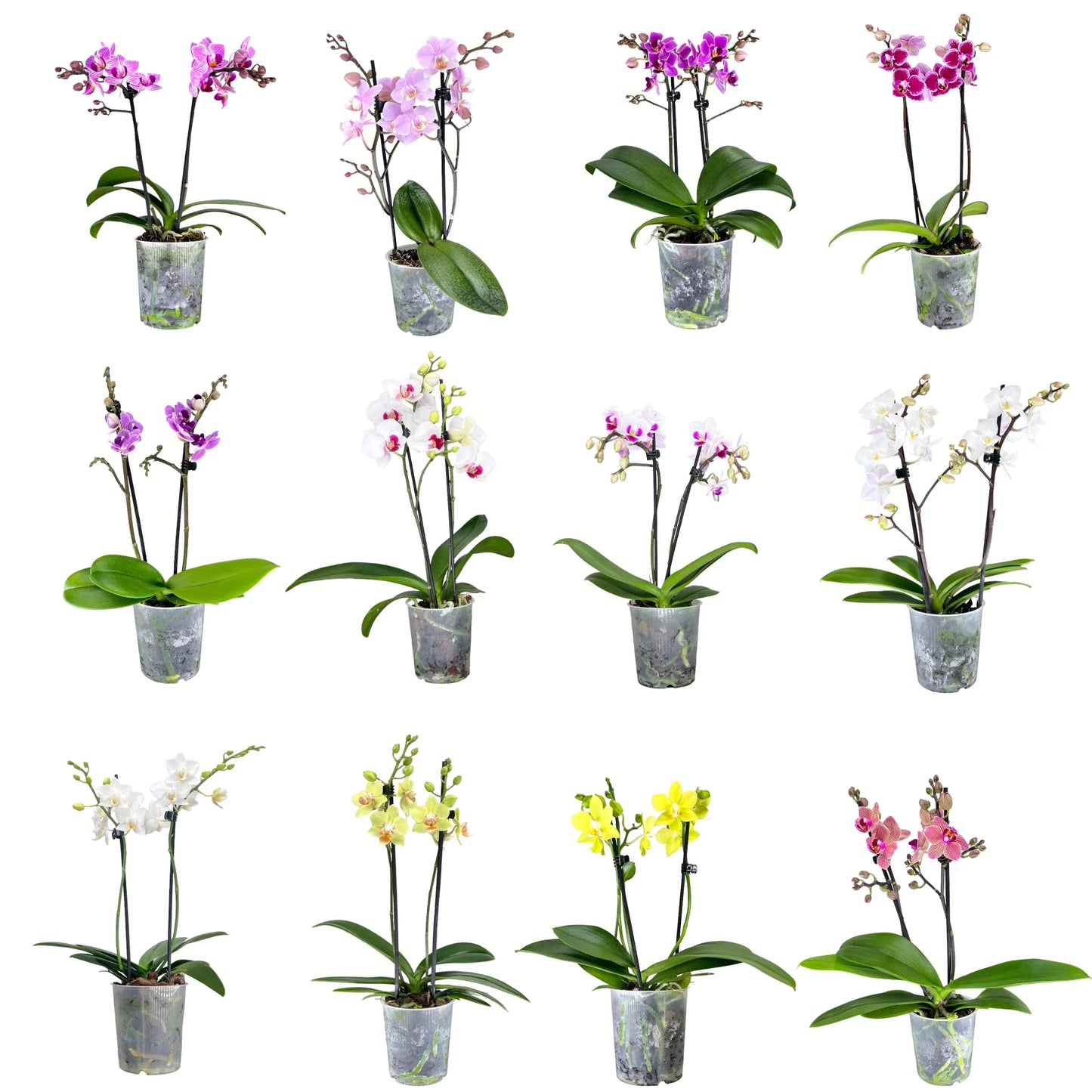 Phalanopsis Orchid 7cm Houseplant