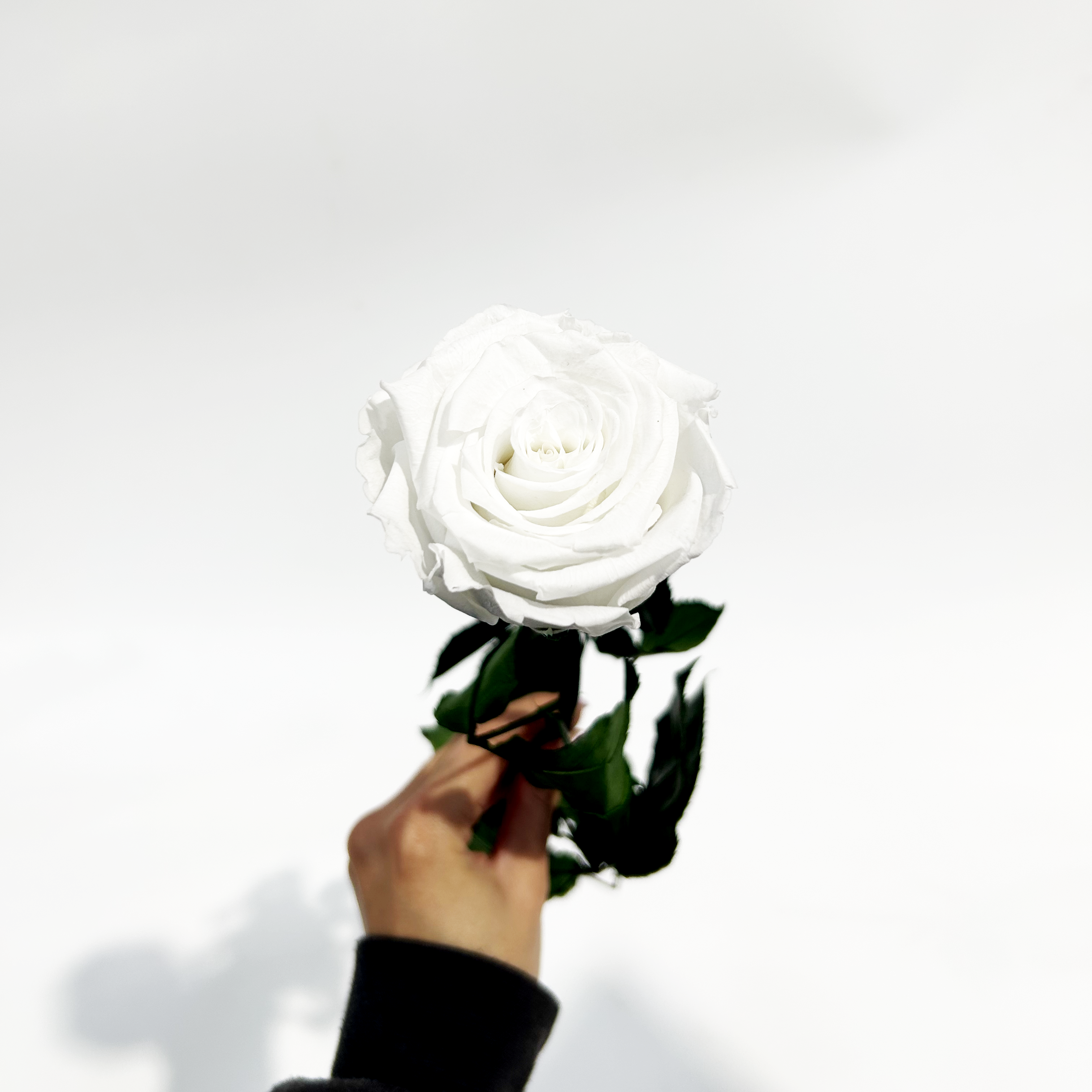 Single Forever Rose Stem
