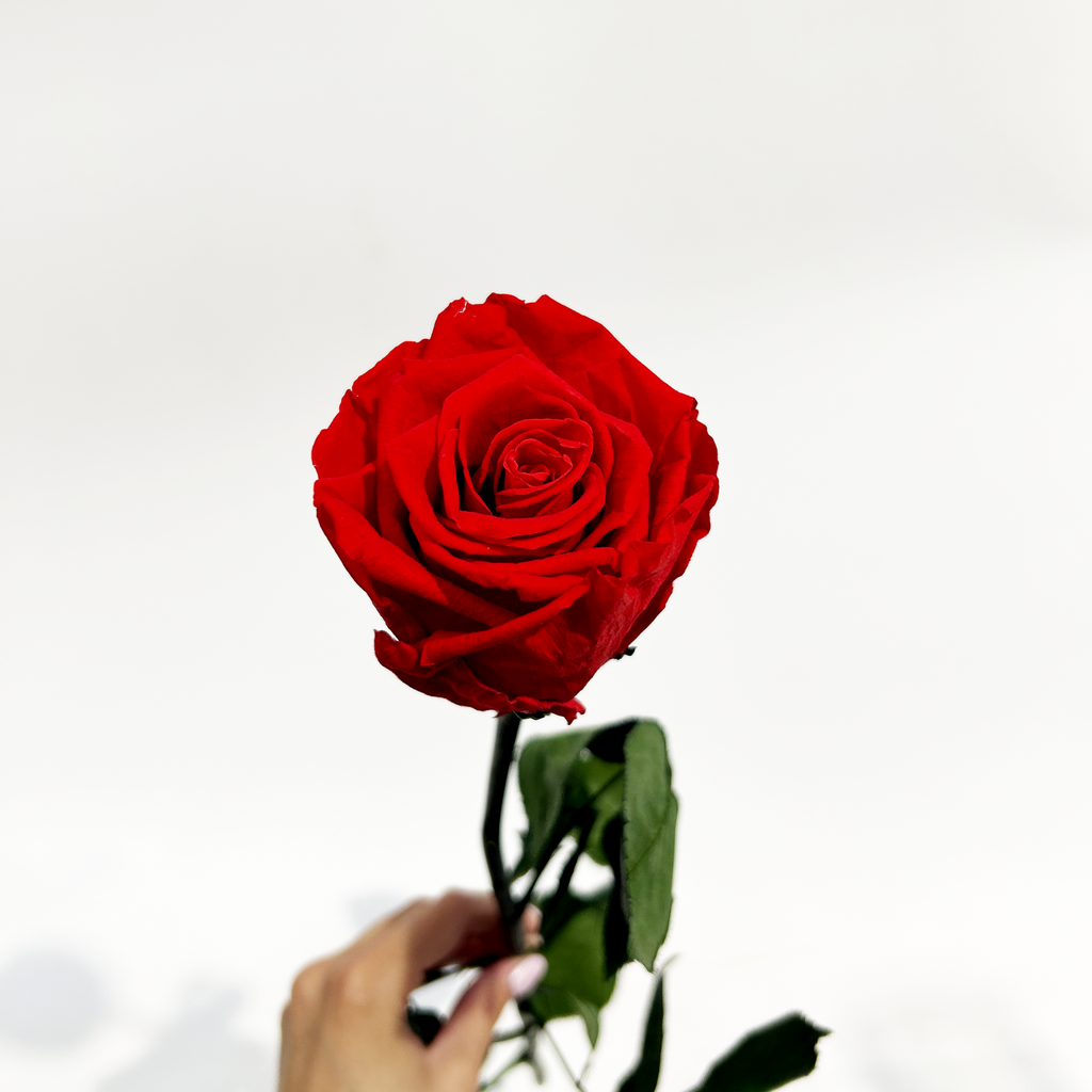 Single Forever Rose Stem