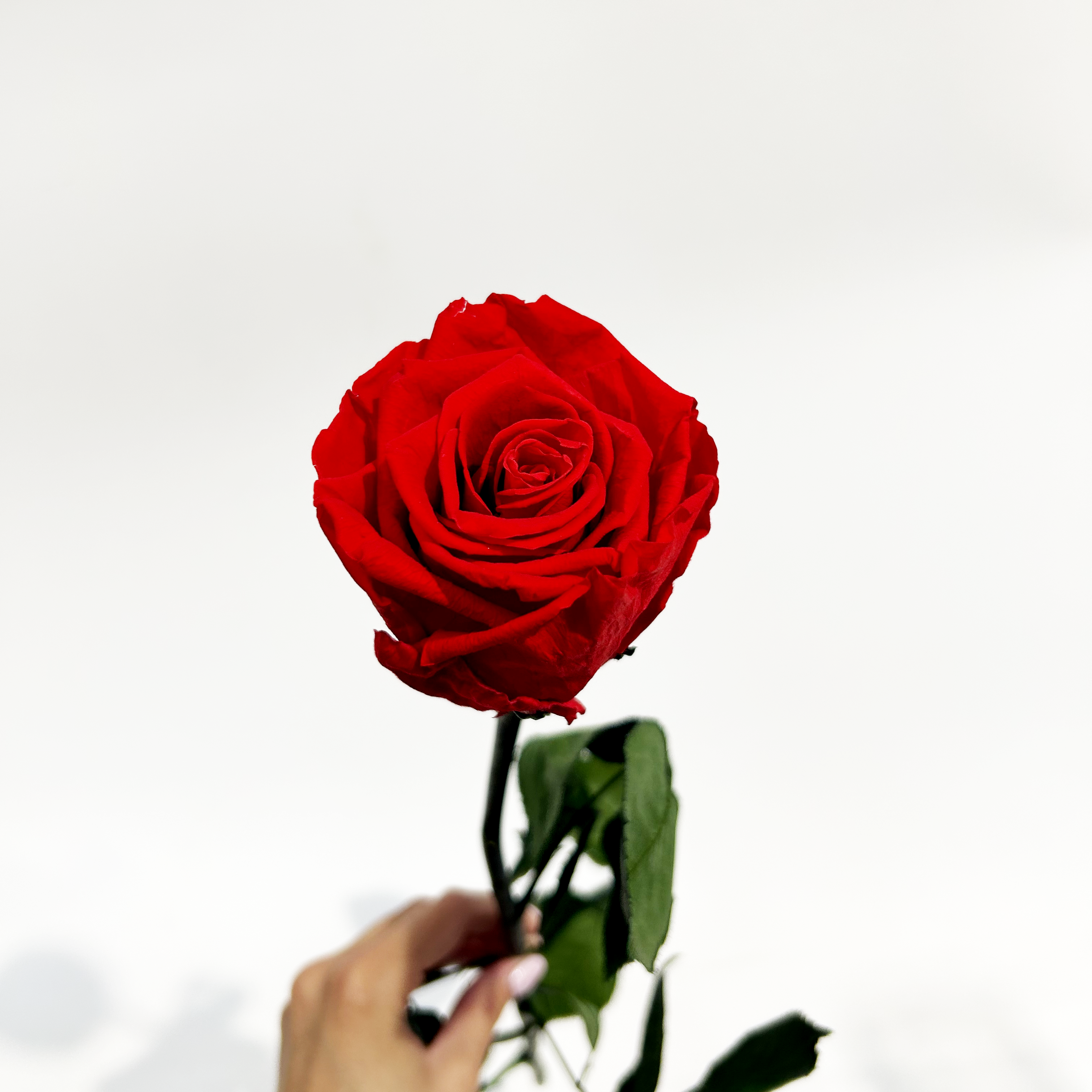 Single Forever Rose Stem