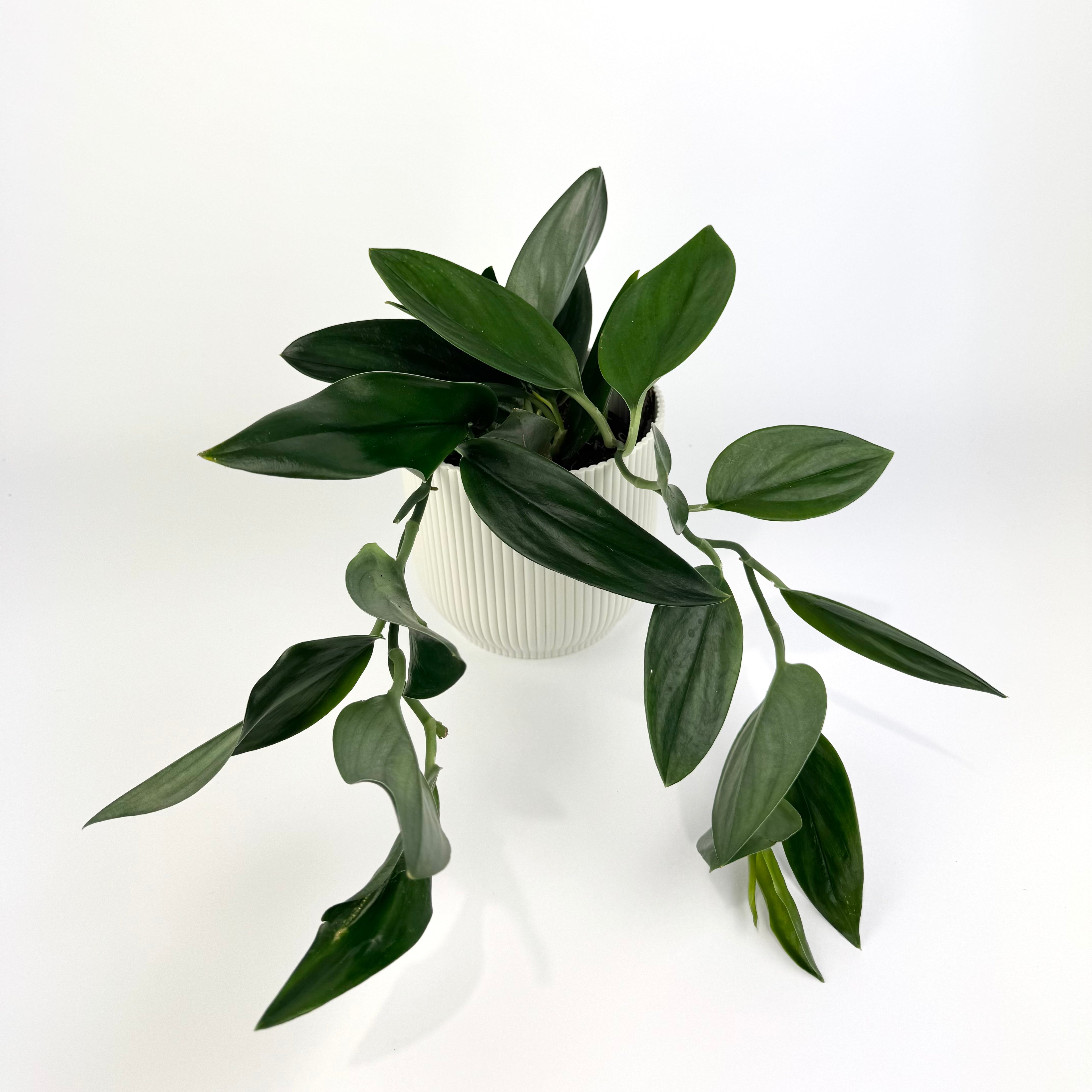 Scindapsus treubii dark