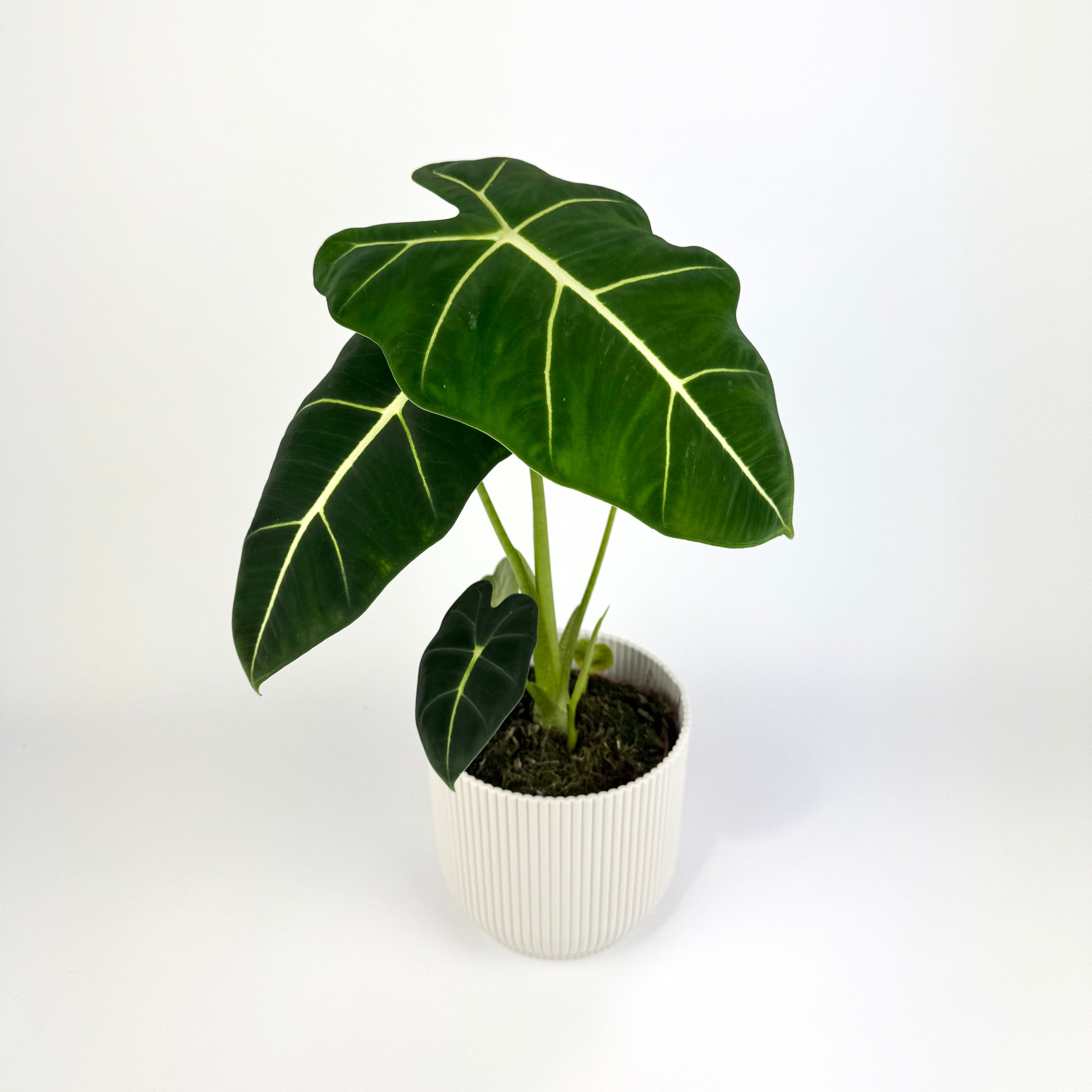 Alocasia frydek 12cm