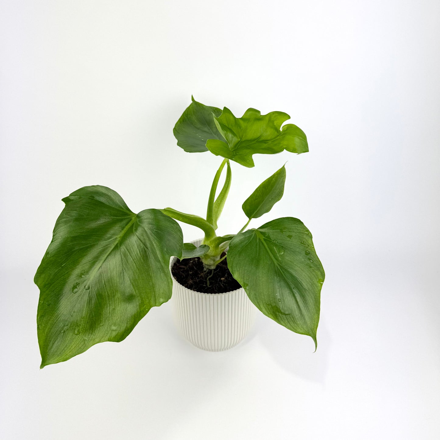 Philodendron warszewiczii