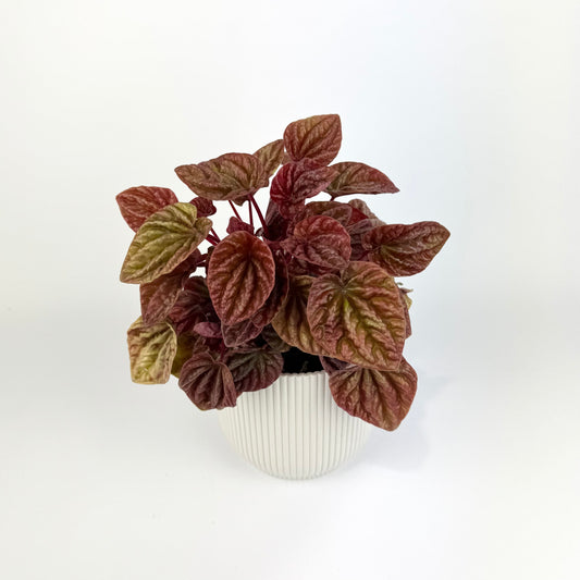 Peperomia quito 12cm