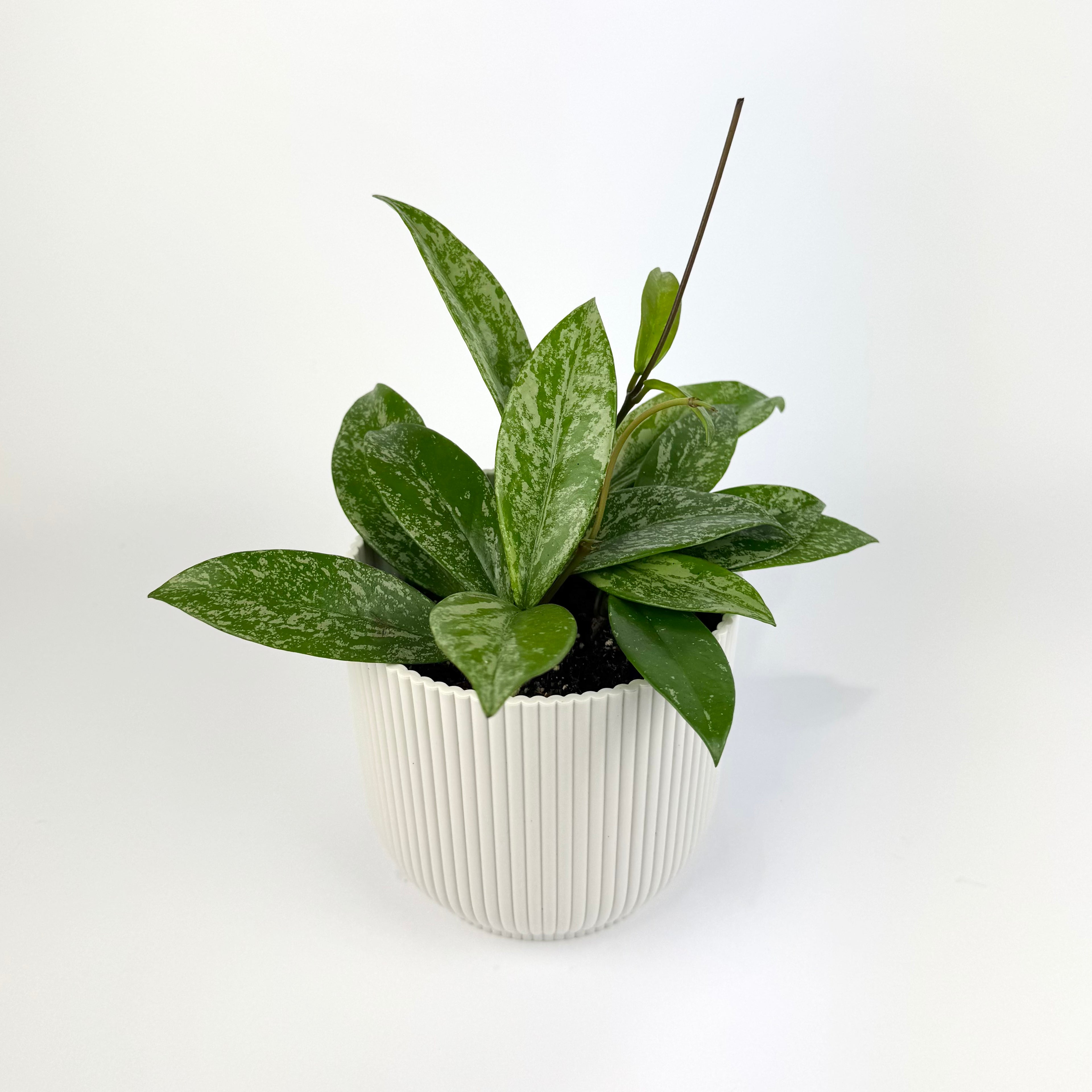 Hoya carnosa silver spot 12cm