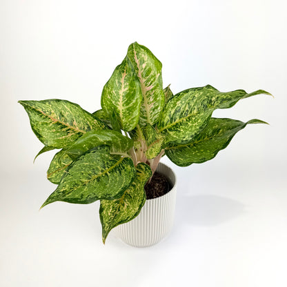 Aglaonema Pistachio Pink 12cm Houseplant