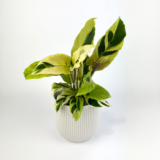Calathea Yellow Fusion