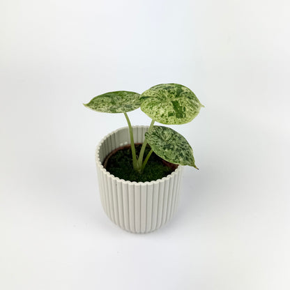 Alocasia dragonscale mint 6cm