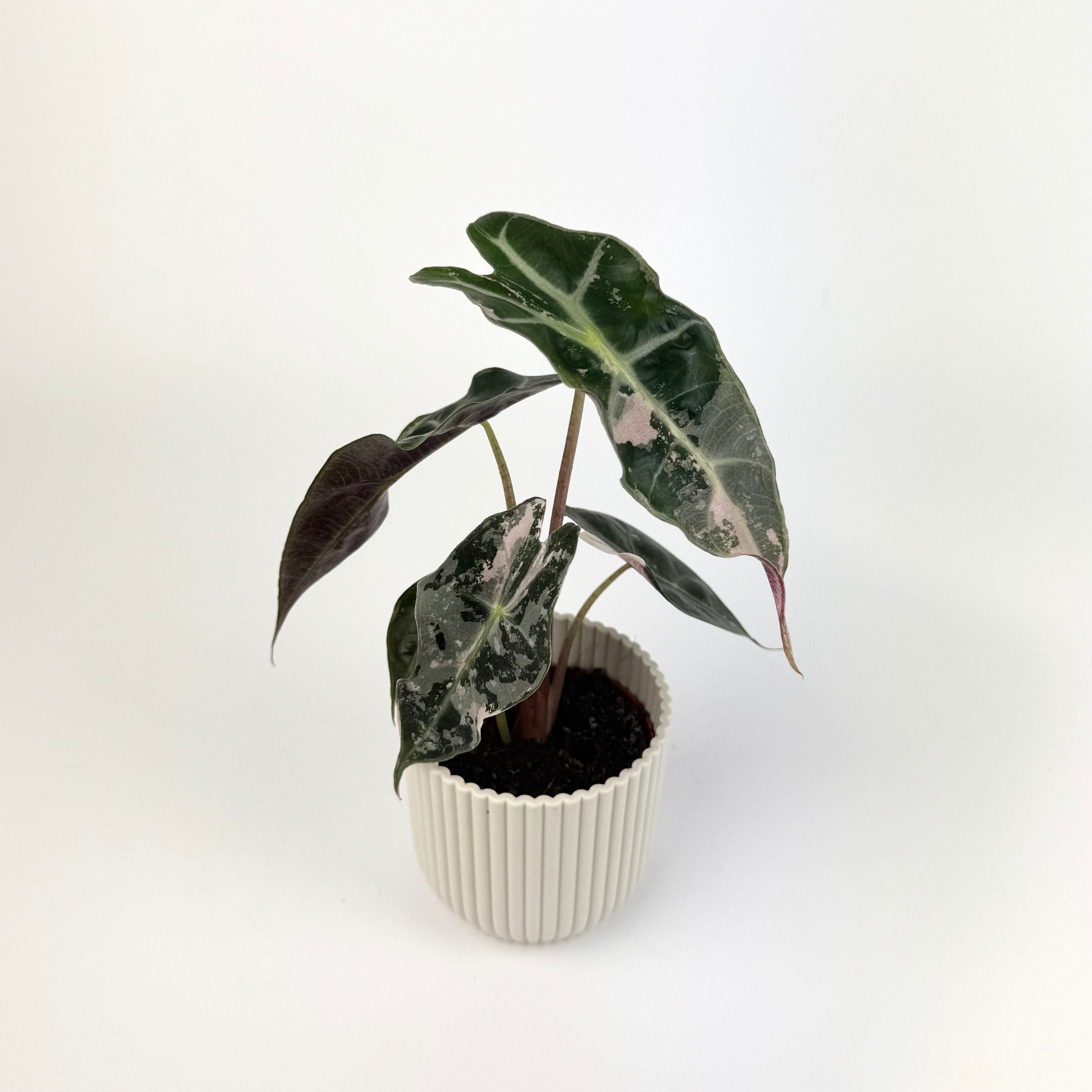 Alocasia amazonica polly variegated 6cm