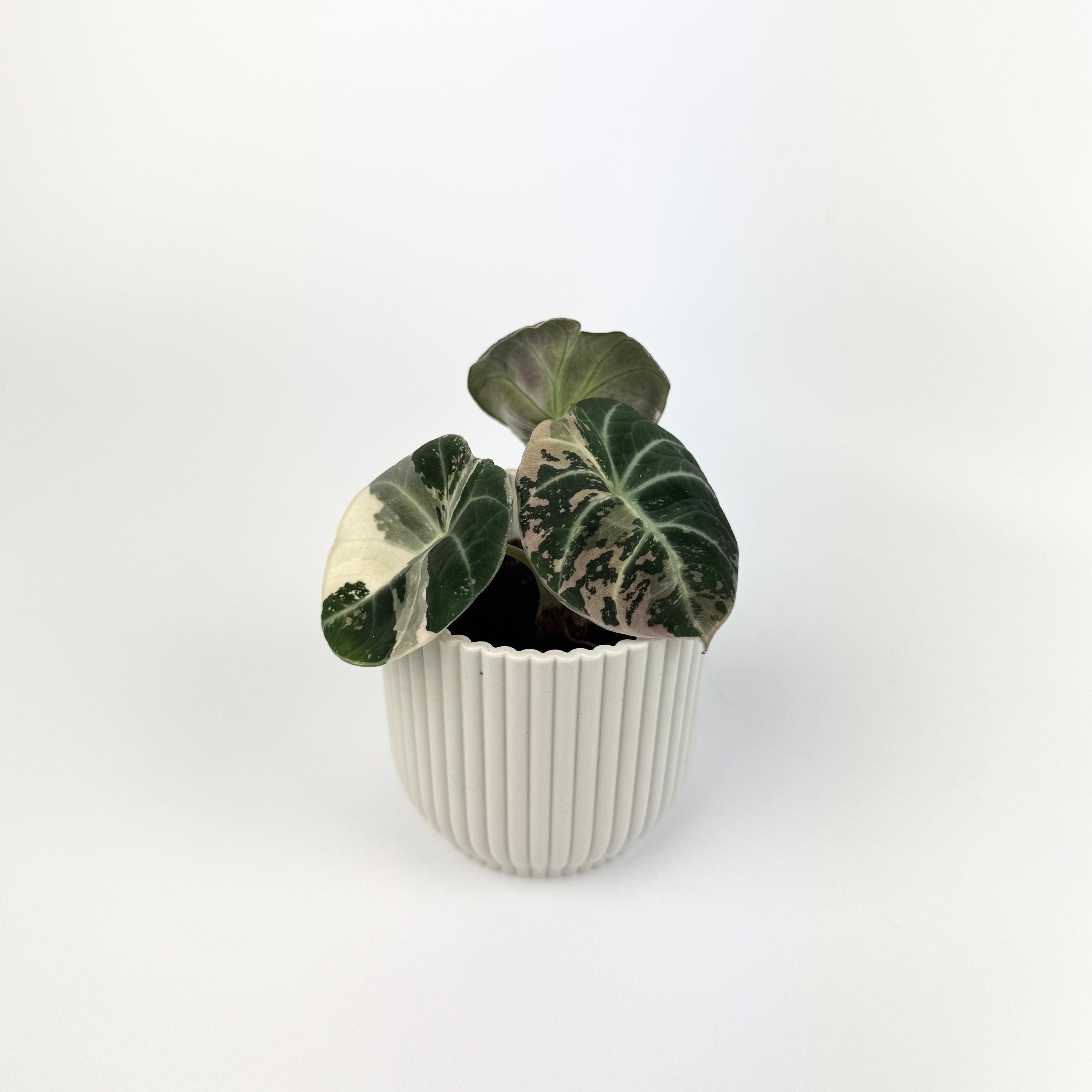 Alocasia black velvet pink variegated 6cm