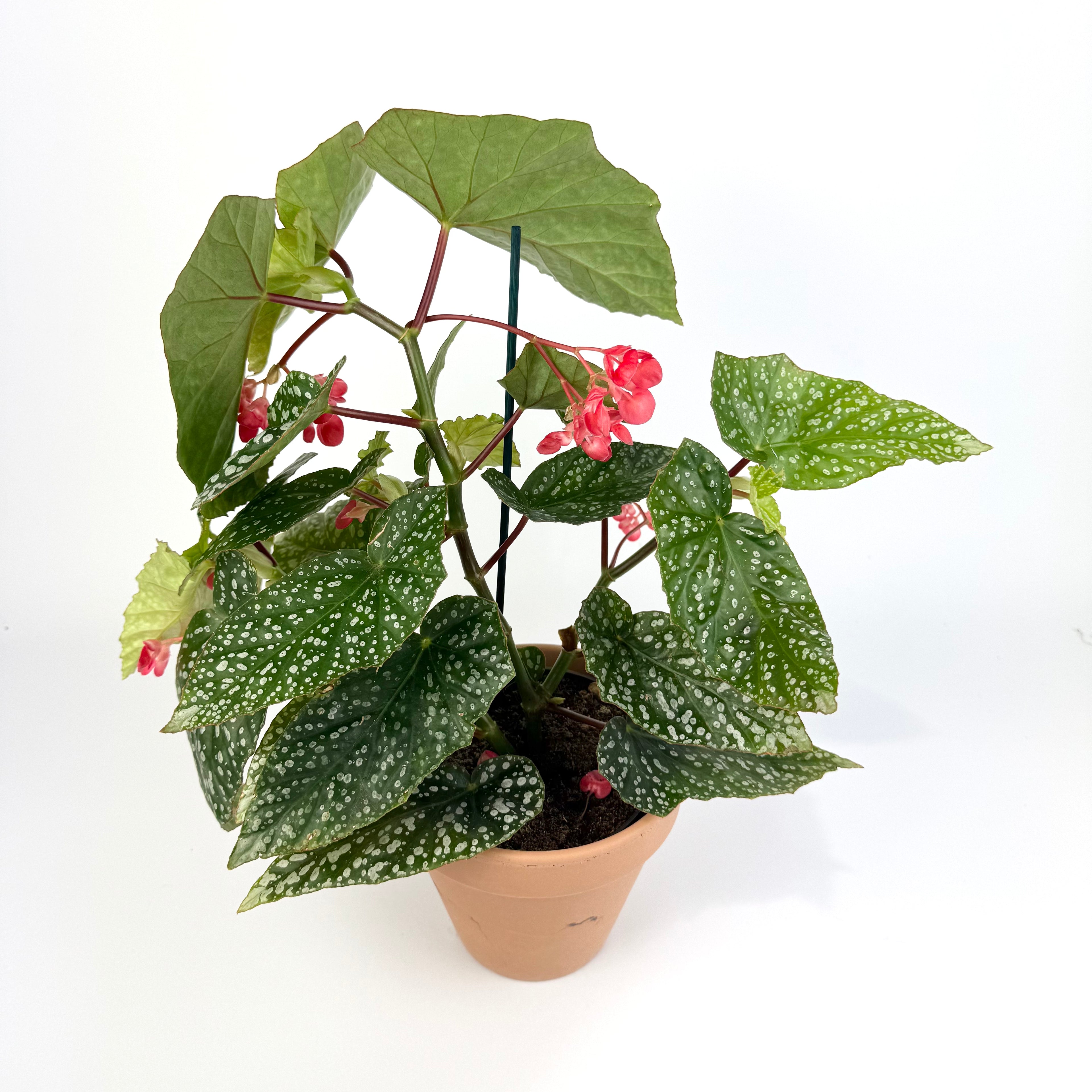 Begonia Albopicta Silver