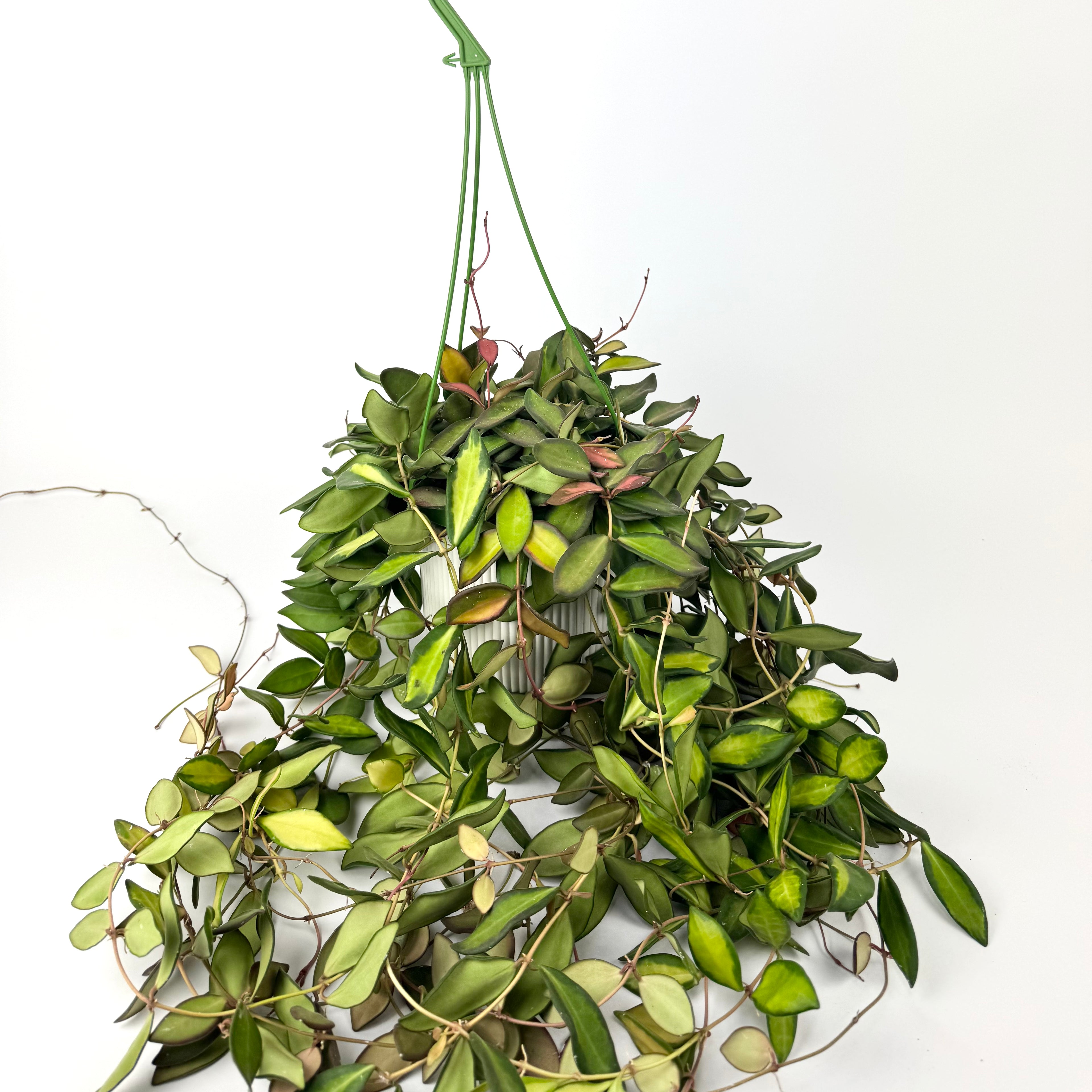 Hanging Variegated Hoya Burtoniae 14cm Houseplant