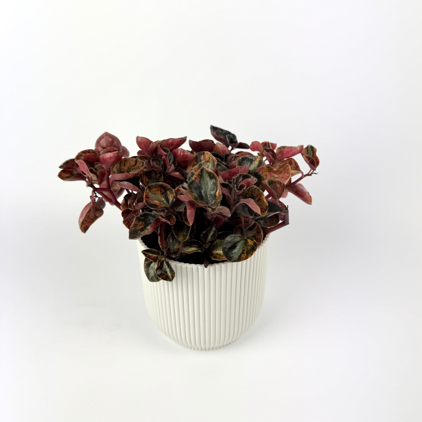 Peperomia Creme Brulee 12cm Houseplant