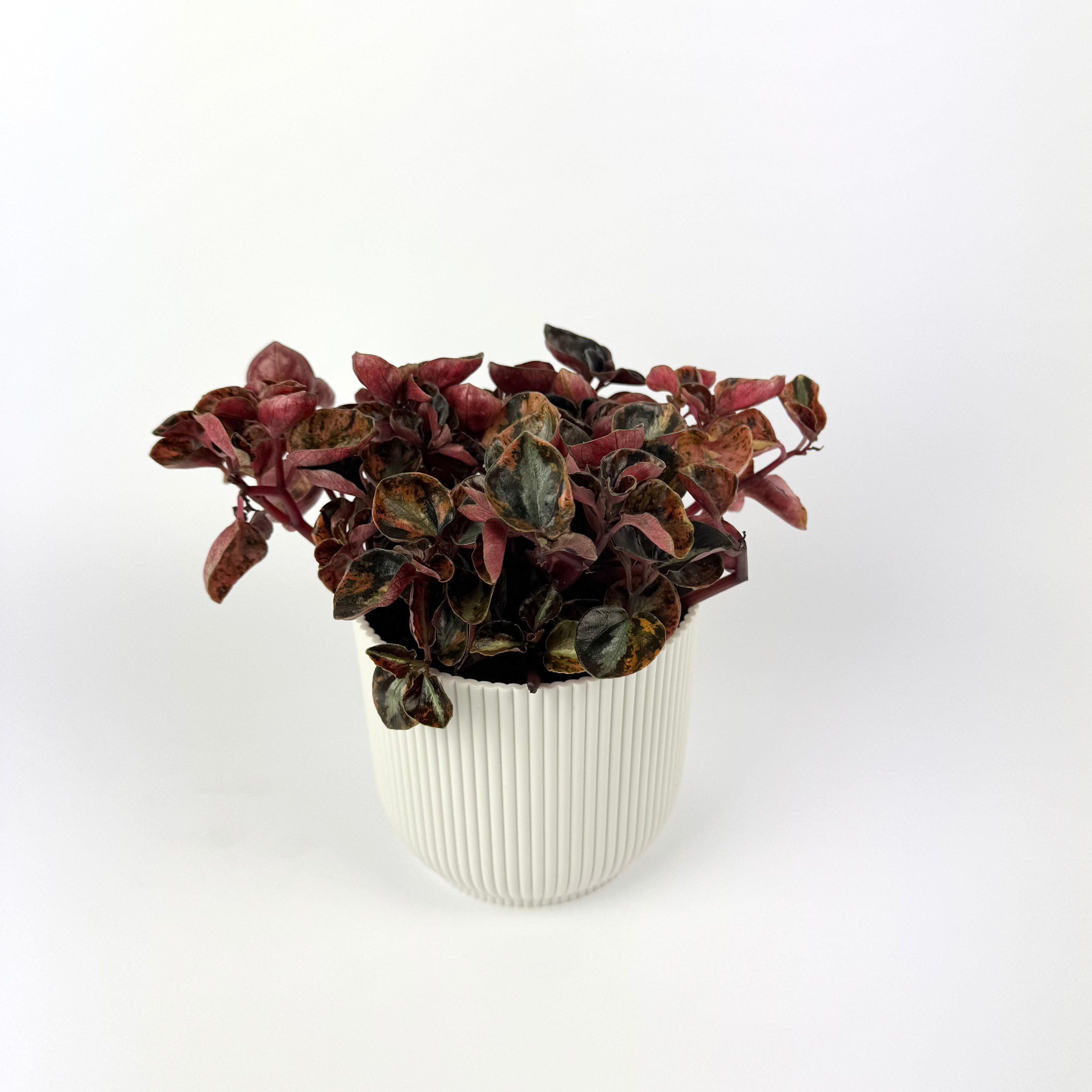 Peperomia Creme Brulee 12cm Houseplant