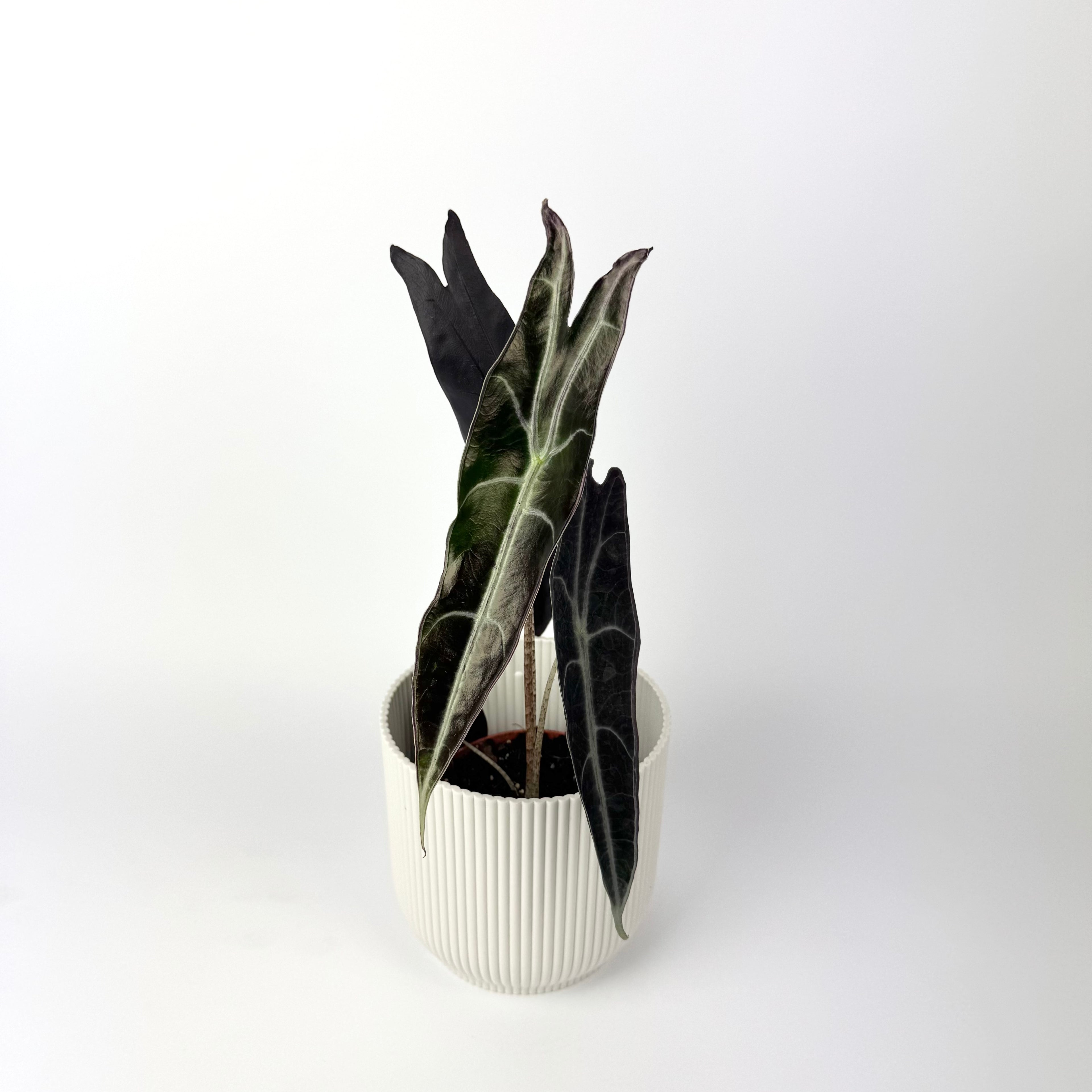 Alocasia Longiloba Purple 10.5cm Houseplant