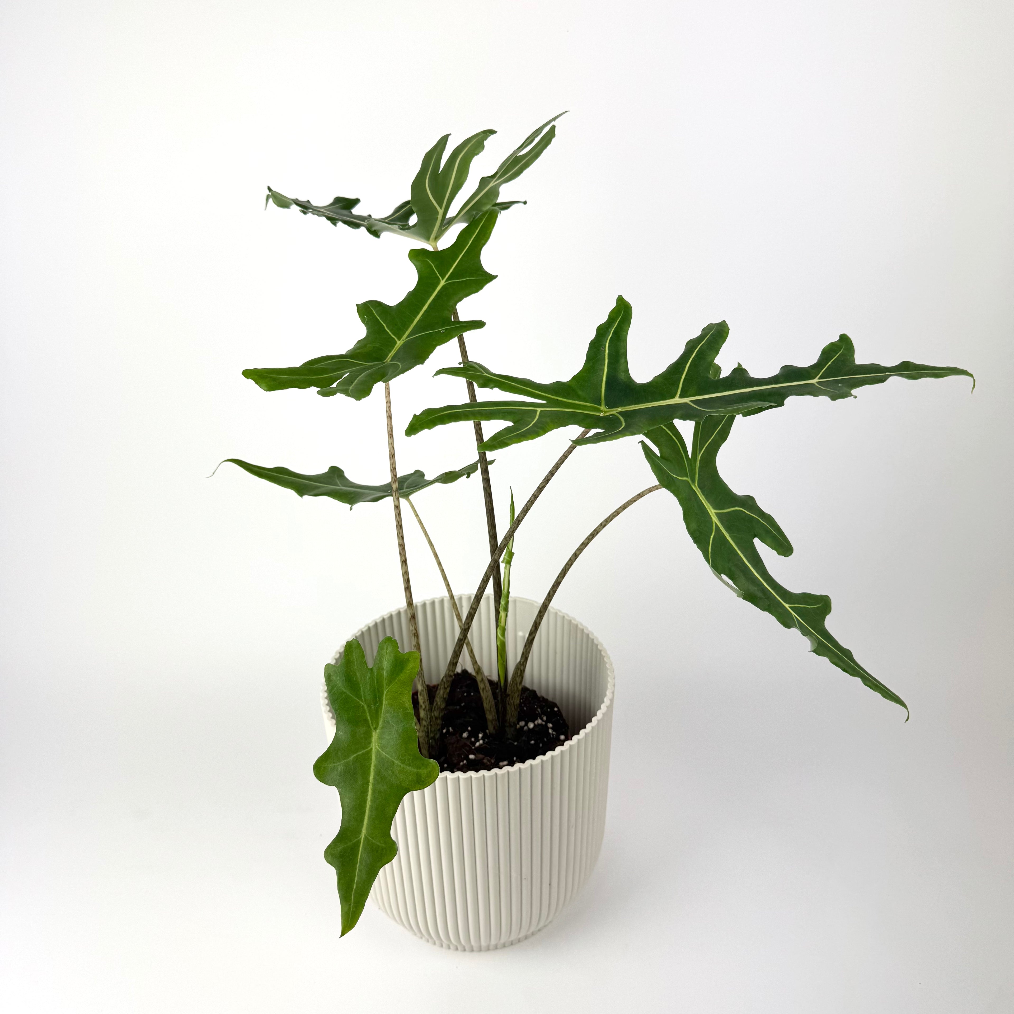 Alocasia Portei Zebra 17cm Houseplant