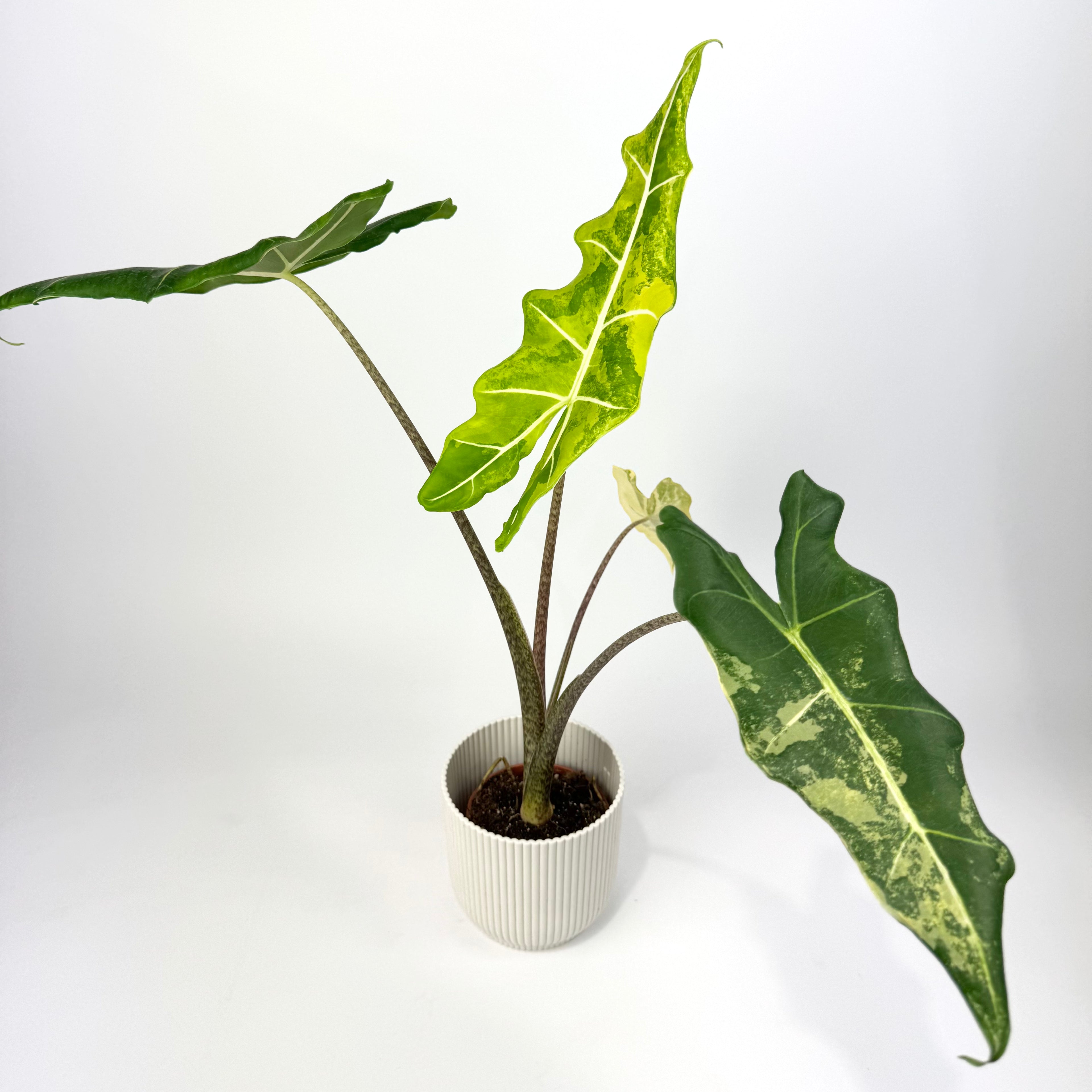 Alocasia Sarian Variegated 9cm Houseplant