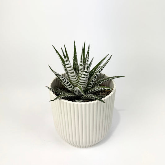 Haworthia 8.5cm Fasciata Alba Houseplant