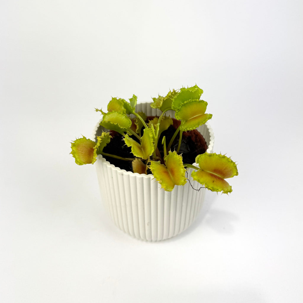 Carnivorous Plants 8.5cm Houseplants