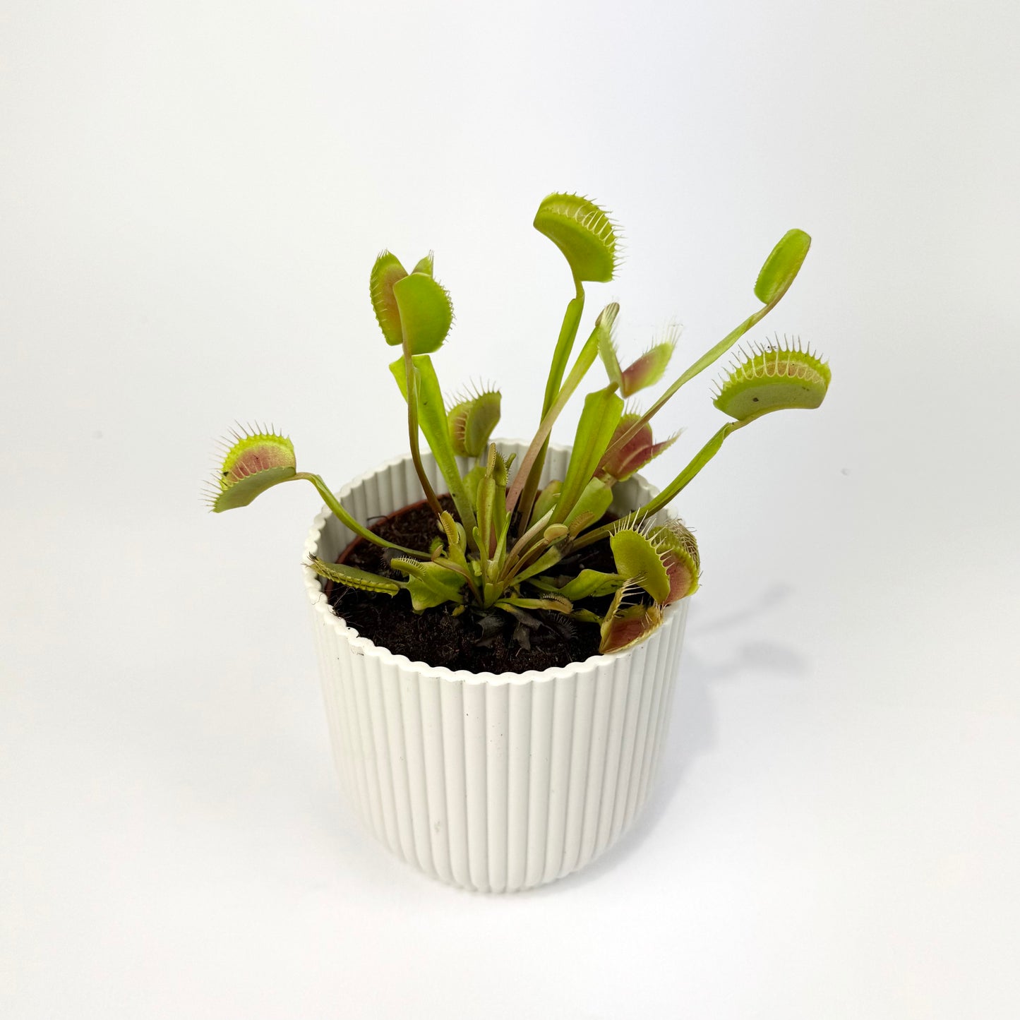 Carnivorous Plants 8.5cm Houseplants